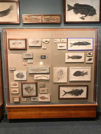 Media type: image;   Vertebrate Paleontology VPF-5350 Description: Annotated image of exhibit case A7 showing the location of VPF-5350 on exhibit at HMNH in Romer Hall.;